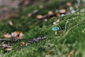 Mushroom Supplements: Boosting Gut Health & Mental Focus