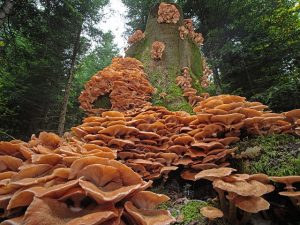 Mushroom Gummies: A Natural Approach to Focus and Mood Stabilization