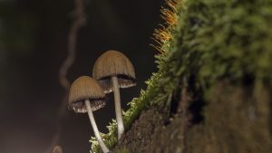 Mushroom Gummies for Focus: Natural Energy Sources Unveiled