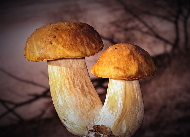 Mushroom Gummies for Focus