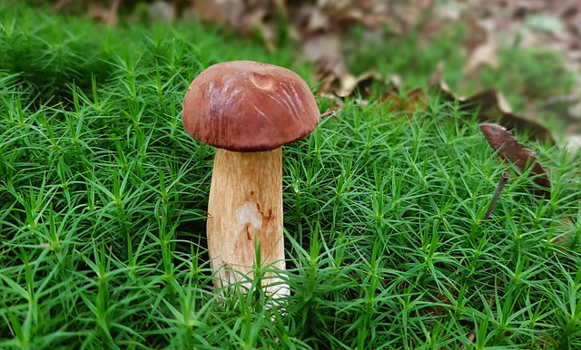 Mushroom Gummies for Focus