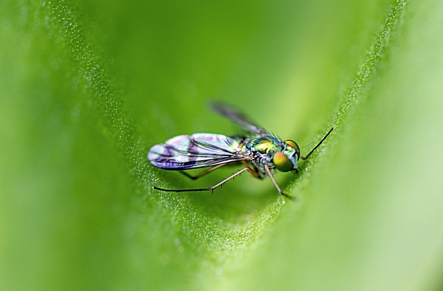 pest exterminator