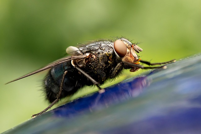 pest exterminator