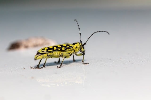 pest exterminator