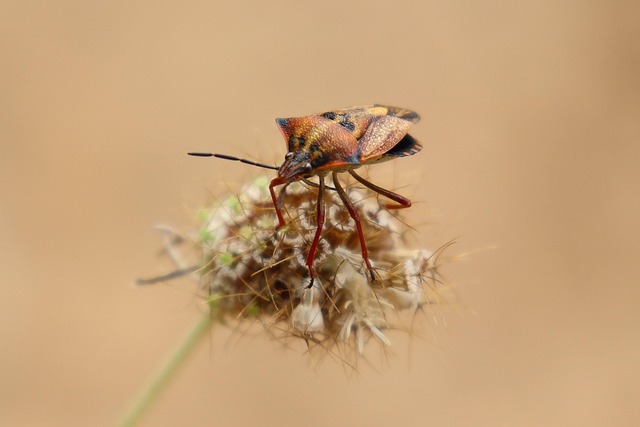 pest exterminator