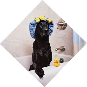 Mastering Fast Pet Stain Cleaning: Essential Tips and Techniques