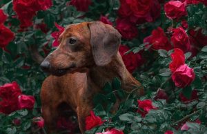 Mastering Pet Stain Cleaning: Effective Strategies for Every Home