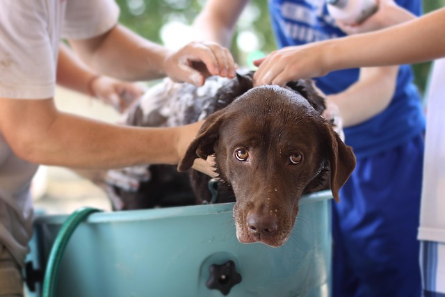 Pet Stain Cleaning