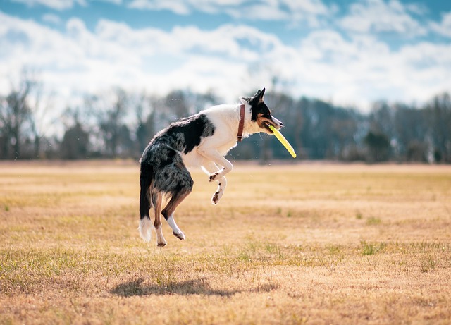 Pet Stain Cleaning