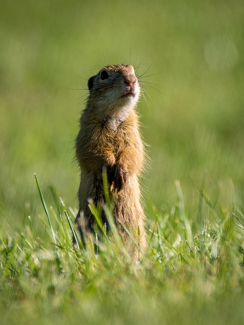 Professional Rodent Control