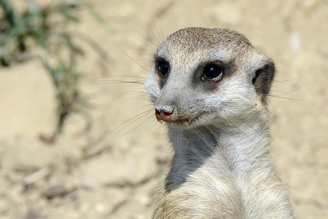 Rodent Control