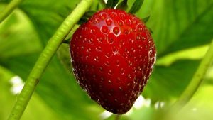 Organic Revolution: FromStrawberry Rosin Gummies to Future Trends