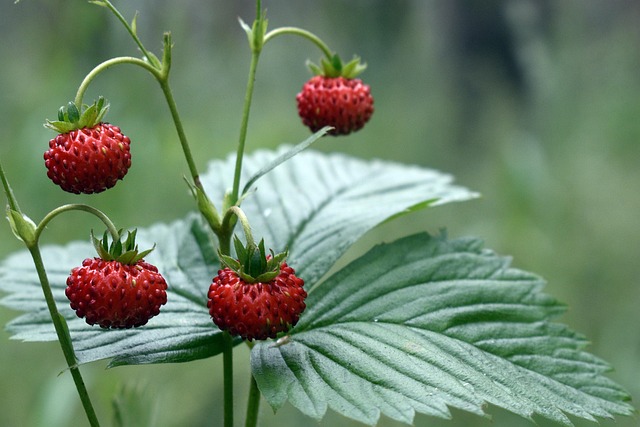 Strawberry Rosin Gummies