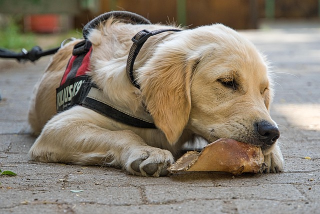 tactical dog harness