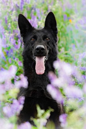 MOLLE & Loop Attachments: Enhancing Tactical Dog Harnesses