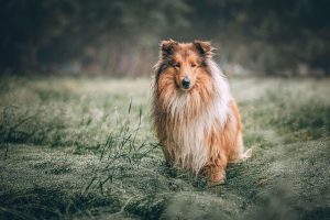 Revolutionize Dog Comfort: The Ultimate Guide to Tactical Padded Harnesses