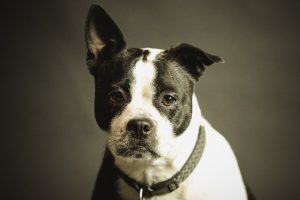 Optimal Comfort in Tactical Dog Harnesses: Features & Benefits for Enhanced Mobility