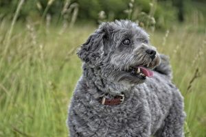 Mastering Dog Training with Tactical Harnesses: Enhanced Control Techniques