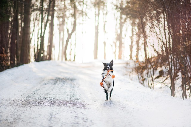 tactical dog vest