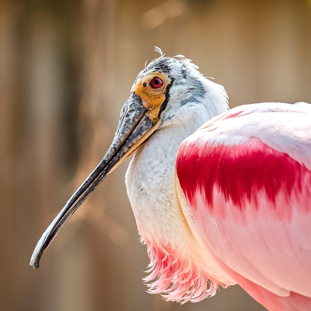 Wildlife Removal