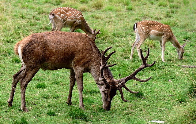Wildlife Removal