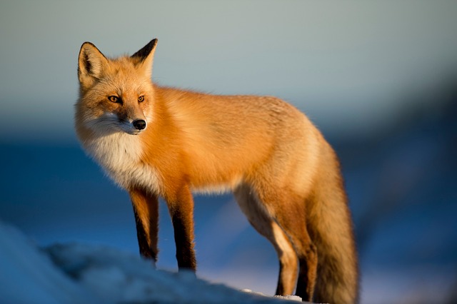 Wildlife Removal