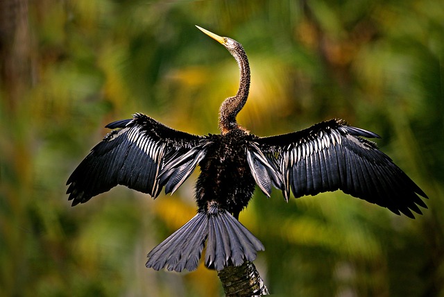 Wildlife Removal
