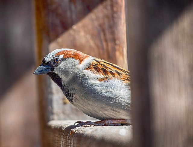 wildlife-removal-640x480-73392396.jpeg