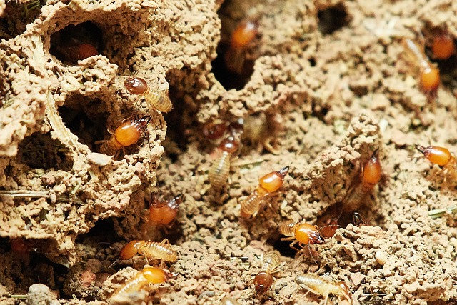 affordable-termite-treatment-640x480-62819189.jpeg