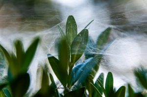 Streamlining Web Design: Fast Turnaround Times for Small Businesses
