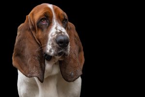 Cooling Your Pet: AC Dog House Guide & Seasonal Tips for Comfort