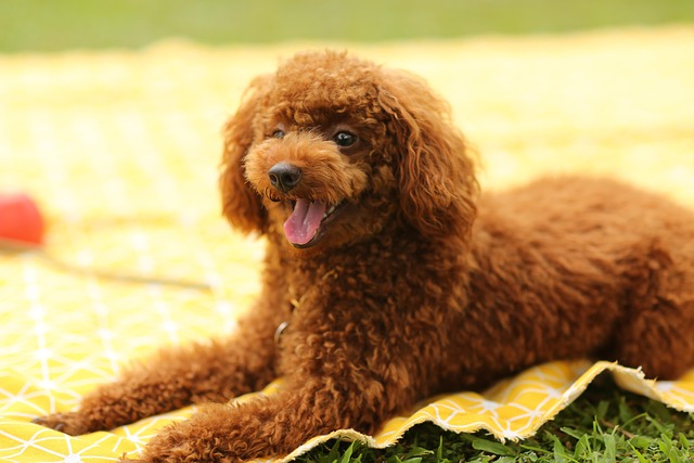 air conditioned dog house