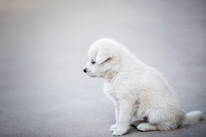 Programmable Cooling Units: Transforming Pet Care with Air Condited Dog Houses