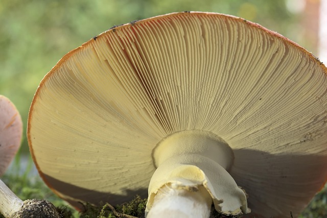 Amanita Muscaria Edible