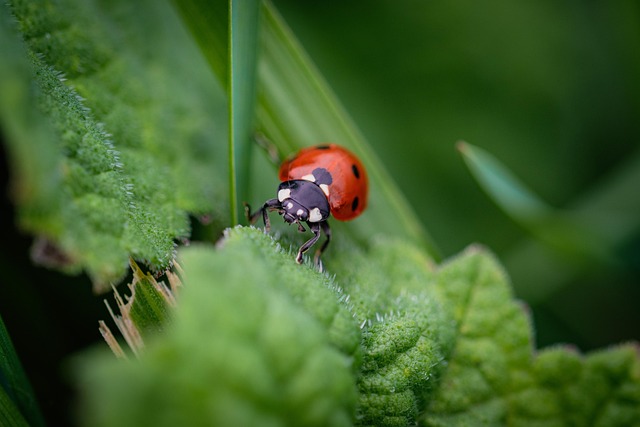 bed bug heat treatment