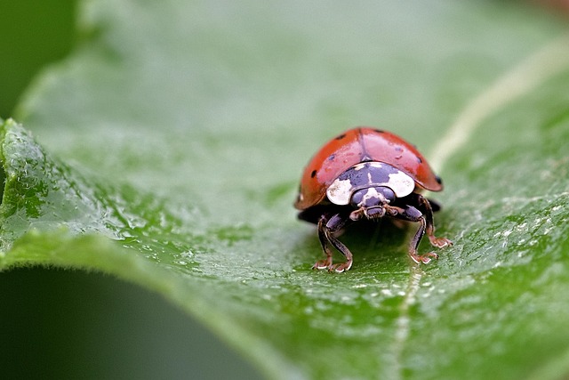 bed bug heat treatment