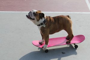 Mastering Street and Park Skateboarding: Top Board Picks and Maintenance