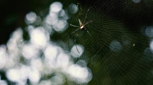 Unleash Your Brand: Top Affordable Web Design Companies for Quality Sites