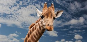 Botox for Jawline Shaping: Non-Surgical Facial Contouring Guide