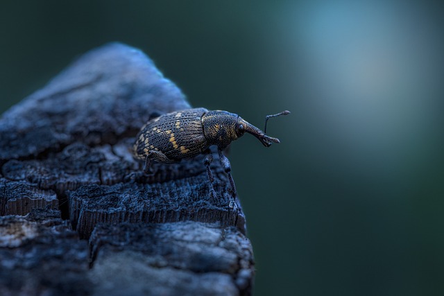 bug exterminator