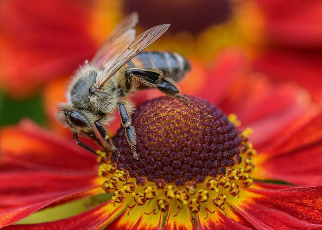 bug exterminator