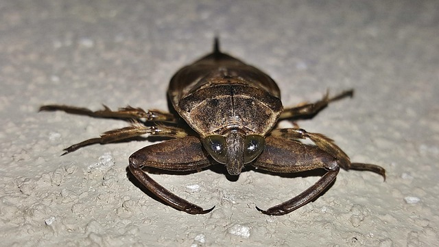 bug exterminator
