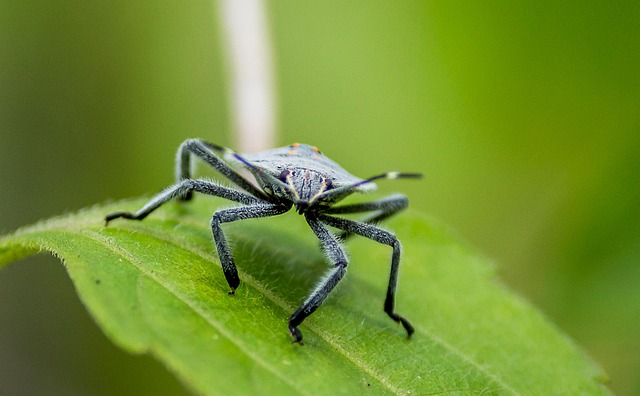 bug-exterminator-640x480-82559359.jpeg