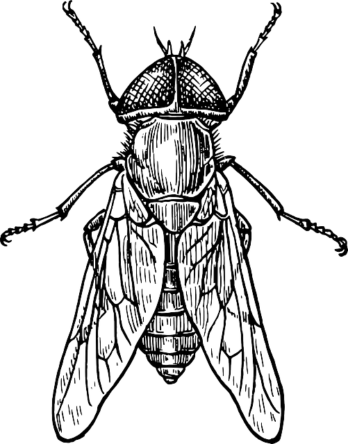 bug exterminator