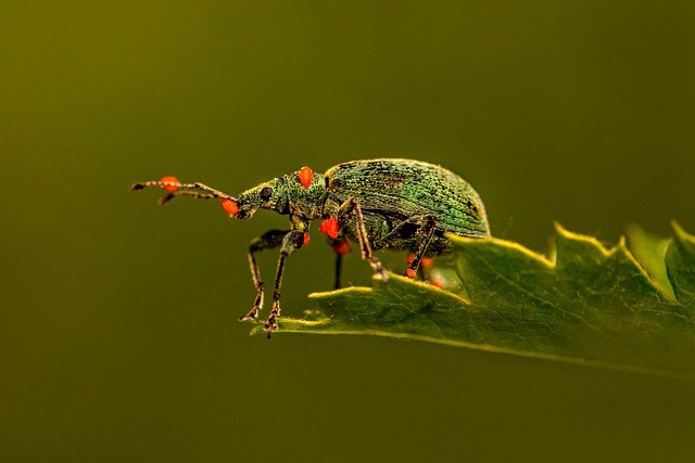 bug exterminator
