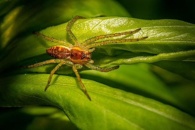 Commercial Pest Control