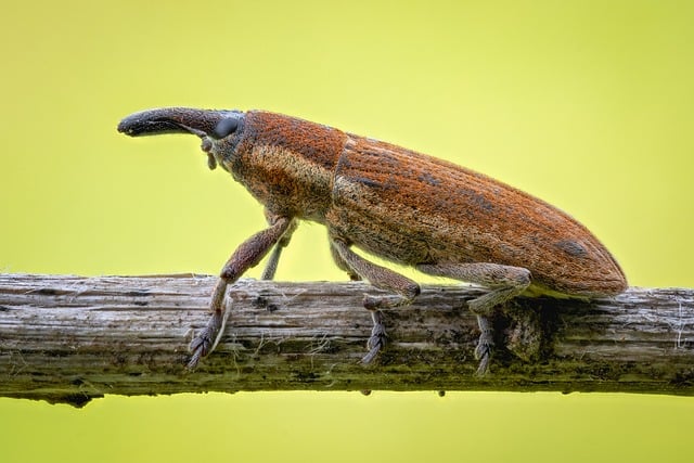 commercial-pest-control-640x480-6210017.jpeg