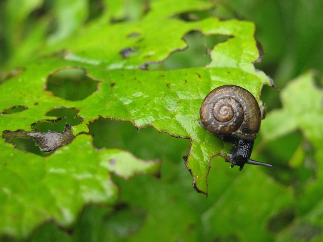 Commercial Pest Control