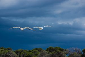 Unlocking Love: The Power of Joint Couples Counseling Sessions
