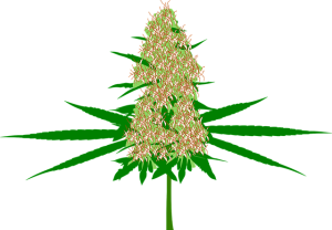 Delta-8 THC Legalities: A Regional Guide & Local Regulations for Safe Consumption